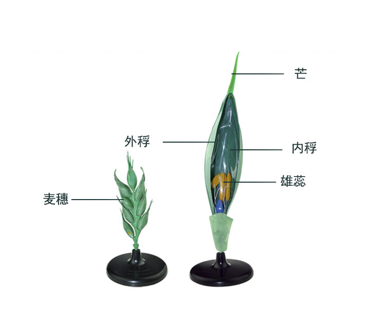 小麦花模型