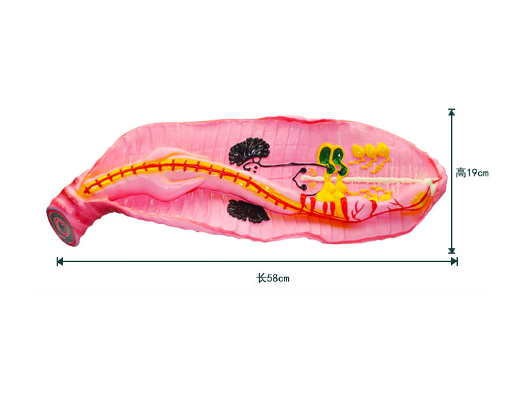 蚯蚓解剖模型