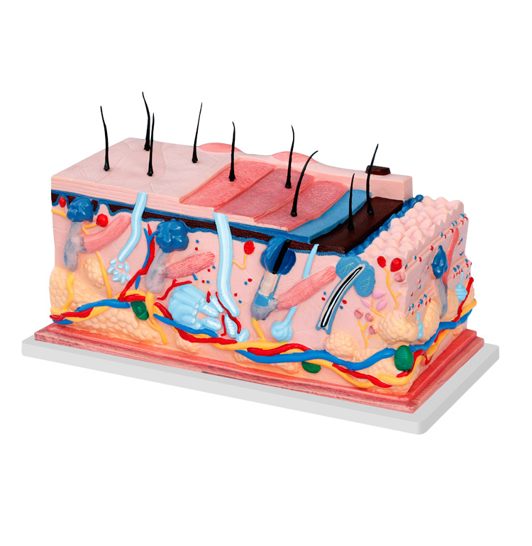 皮肤结构模型